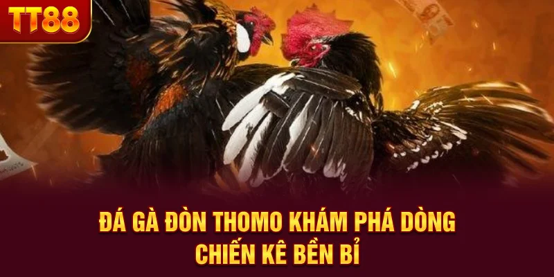 Đá Gà Đòn Thomo - Khám Phá Dòng Chiến Kê Bền Bỉ