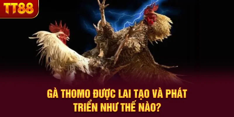 Gà Thomo được lai tạo và phát triển như thế nào?