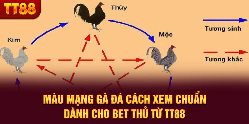 Màu Mạng Gà Đá - Cách Xem Chuẩn Dành Cho Bet Thủ Từ TT88